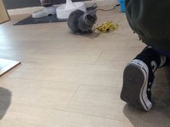 -猫爷宠物生活馆·撸猫馆