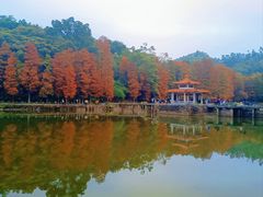 -深圳仙湖植物园