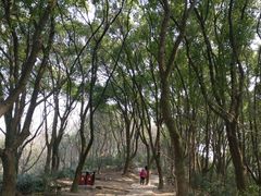 -上海佘山国家森林公园天马山园