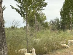 -亿利库布其七星湖沙漠生态旅游区