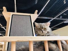 -猫和宫(六道口店)
