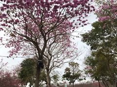 -天适樱花悠乐园