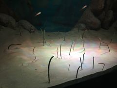 -暹罗海洋世界