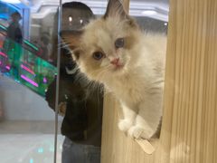 -屋虎猫馆(宝安大仟里店)