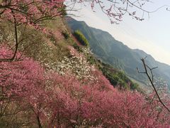 -新建村梅花