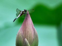-白鹭湾湿地公园