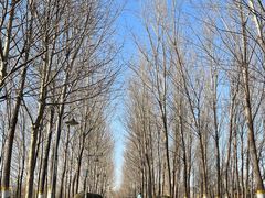 -东升八家郊野公园