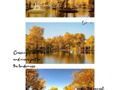 -金塔沙漠胡杨林景区
