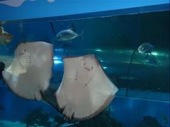 -苏州海洋馆
