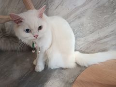 -楼上猫咖(罗湖店)