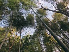 -上海佘山国家森林公园天马山园