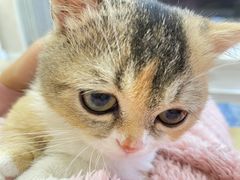 -柚子猫舍·精品猫舍购猫·猫咪认养·购宠·宠物店