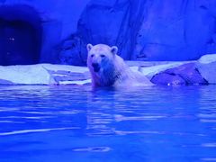 -上海海昌海洋公园-冰山北极馆