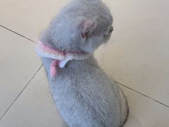 -怪兽屋·羊驼·猫咖·狗咖(俊华广场店)