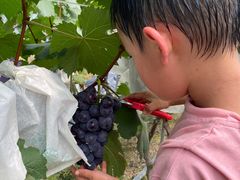 -尚果生态采摘园