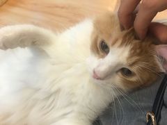 -momokira米努特·德文卷毛猫·棉花面纱犬