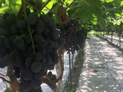 -金谷域澳洲庄园