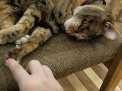 -猫的天空之城概念书店(杭州南宋御街店)