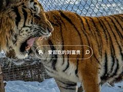 -横道河子东北虎林园