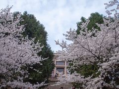 -武汉大学-樱园