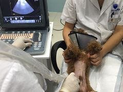 -中农大我爱我爱24h动物医院·中医针灸·猫专科·骨科医疗中心(双井店)
