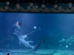 -烟台海昌鲸鲨海洋公园