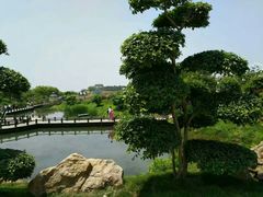 -大塘金香草谷