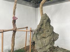 -秋霞圃