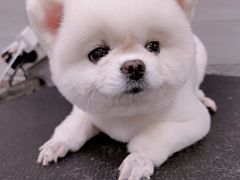 -宠福鑫康馨动物医院·骨科·眼科