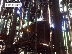 -武陵山森林公园