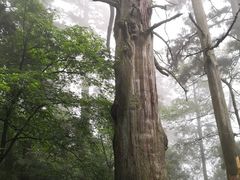 -东天目山风景区