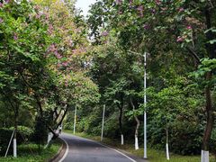 -火炉山森林公园