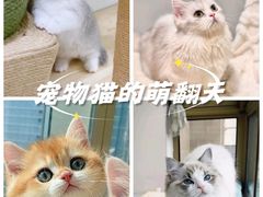 -Bastet sally猫舍购宠(静安店)