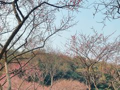 -重庆彩云湖湿地公园
