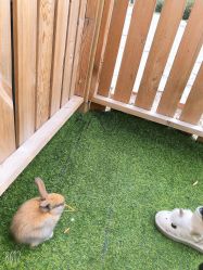 -萌宠亲子动物乐园(槐房万达店)