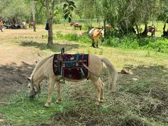 -泸沽湖国家级风景名胜区走婚桥
