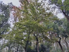 -青龙山国家森林公园