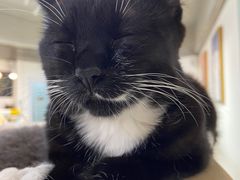 -Heymao猫咖.咖啡厅(东门店)