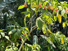 -中国科学院西双版纳热带植物园