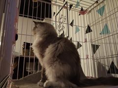 -Cappucimeow猫咪咖啡馆(韦伯时代店)