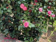 -松山湖梦幻百花洲