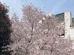 -武汉大学-樱园