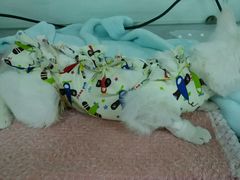 -达爱动物医院·犬猫分区·CT·复杂眼科(远洋山水分院)