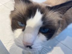 -怪兽屋·羊驼·猫咖·狗咖(俊华广场店)