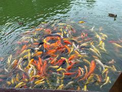 -团结湖公园