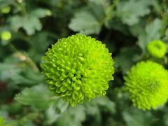 -杭州植物园