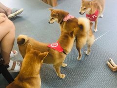 -柴源莊·柴小宠柴犬咖啡