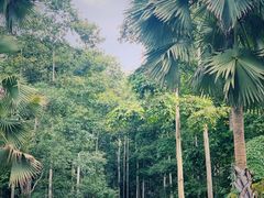 -中国科学院西双版纳热带植物园