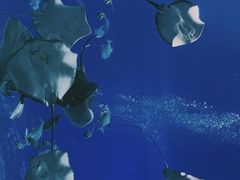 -珠海长隆海洋王国