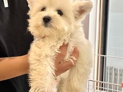 -翊宠yipet猫狗购宠庄园犬舍•猫舍